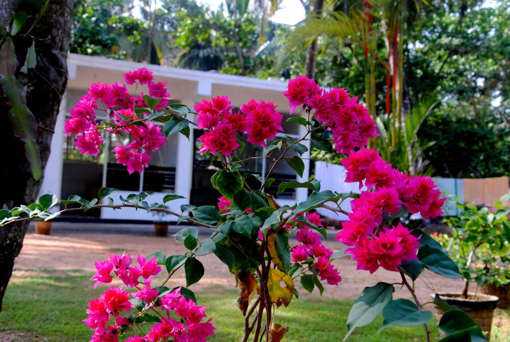 Ever Green Mirissa Ngoại thất bức ảnh